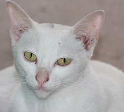 Khao Manee temperament
