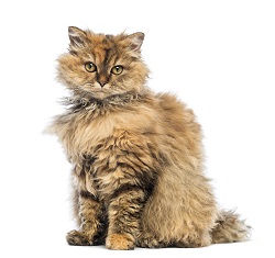 Selkirk Rex cat grooming