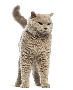 Selkirk Rex temperament