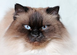 Himalayan cat temperament