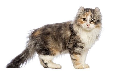 American Curl