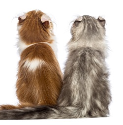 American Curl Cat