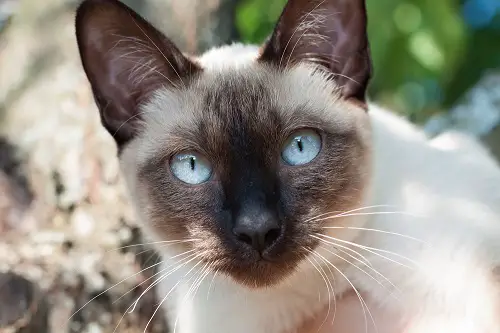 Mekong Bobtail cat breeders