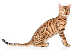 Bengal Cat origins
