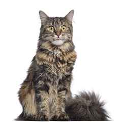 Maine Coon cat temperament