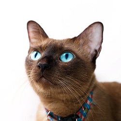 Thai cat origins