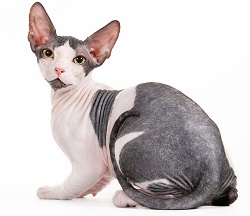 Sphynx Cat Breeders and Information