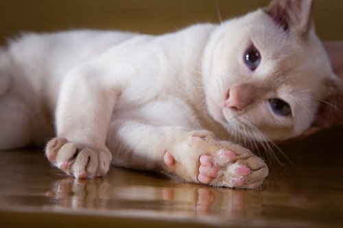 Tonkinese cat breed information