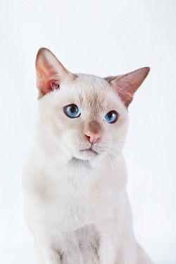 Tonkinese temperament