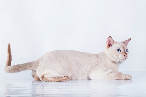 Tonkinese health