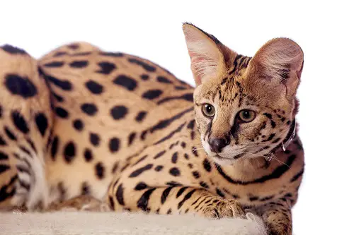 Serval history and origins
