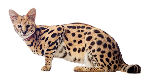 Serval wild animal ownership