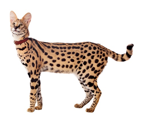 Serval grooming