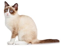 Snowshoe cat temperament