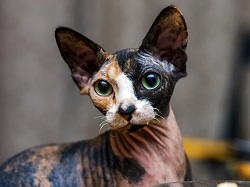 Sphynx cat nutrition