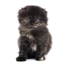 Highlander kittens for sale