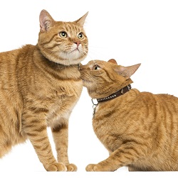 European Shorthair cat grooming