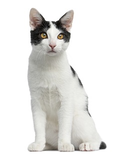 European Shorthair harlequin cat