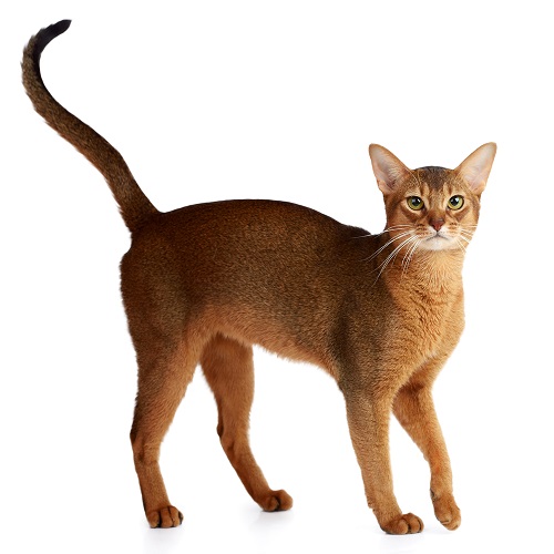 Abyssinian history