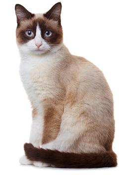 Snowshoe cat health