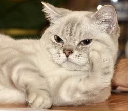 Ragamufffin cat temperament