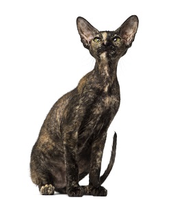 Peterbald temperament