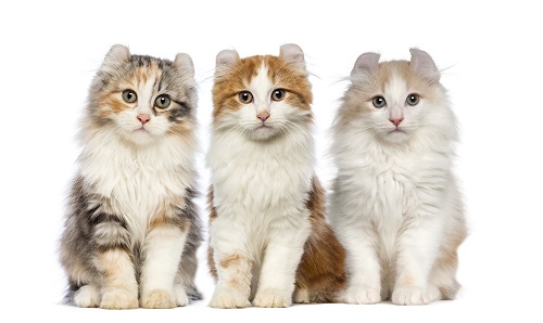 American Curl Breeders