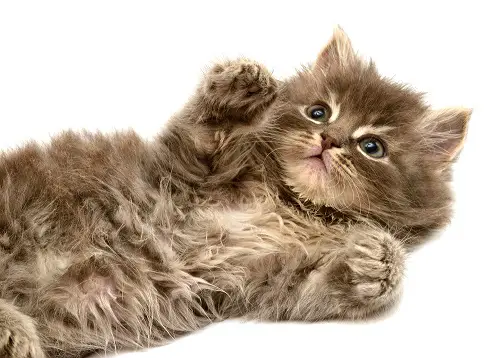 Persian cat health issues