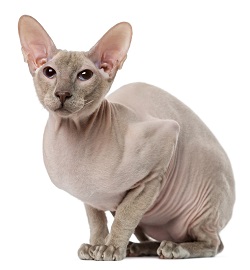 Peterbald grooming