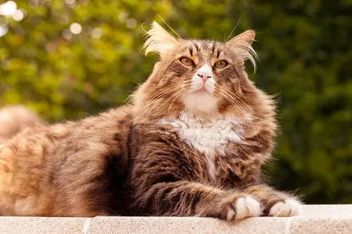 Maine Coon cat grooming
