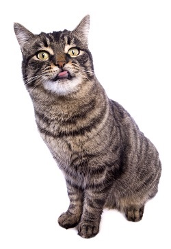 Manx cat grooming