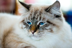 Ragamuffin cat health