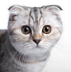 Scottish Fold health concerns