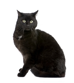 European Shorthair kittens for sale