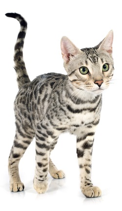Bengal cat ethics