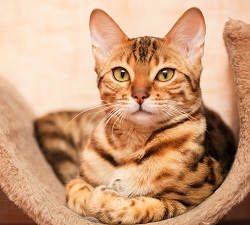 Bengal cat grooming