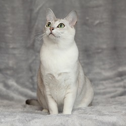 Burmilla breeders