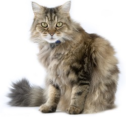Ragamuffin kittens for sale