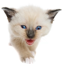 Snowshoe kittens for sale