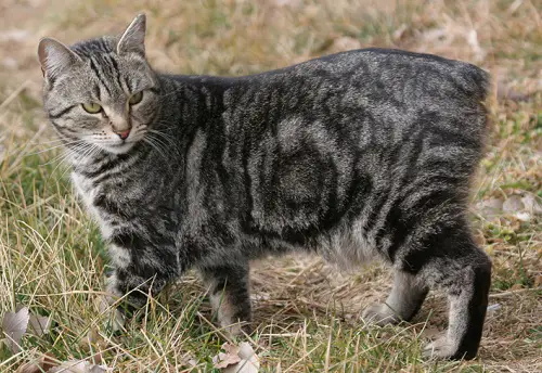 Manx cat grooming