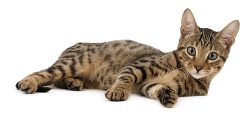 Serengeti cat health