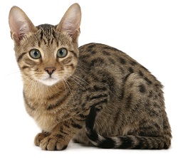 Serengeti kittens for sale