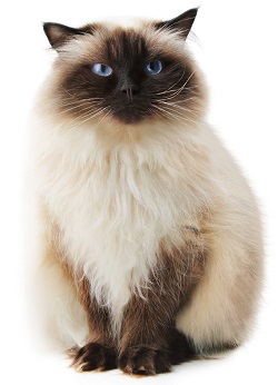 Himalayan cat grooming