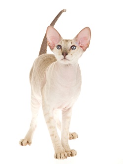 Peterbald kittens for sale