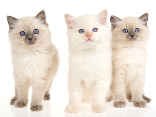 Ragdoll kittens for sale