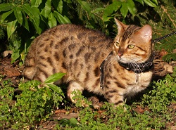 Savannah cat vaccinations
