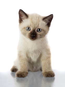 siamese cat health