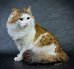 Ragamuffin grooming