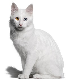 Turkish Angora health