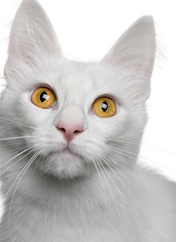 Turkish Angora temperament